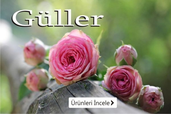 Gül buketleri - İzmir çiçekçi