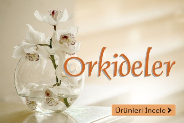Orkide Çeşitleri - İzmir çiçek siparişi