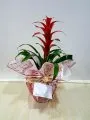 Çiçekçi - Guzmania (Guzmanya)