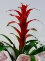 Çiçekçi - Guzmania (Guzmanya)