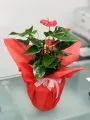 Çiçekçi - Antoryum (Anthurium)